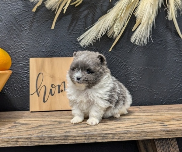 Medium Photo #12 Pomeranian Puppy For Sale in GOSHEN, IN, USA