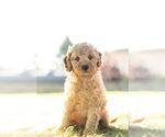 Puppy 11 Goldendoodle-Poodle (Miniature) Mix