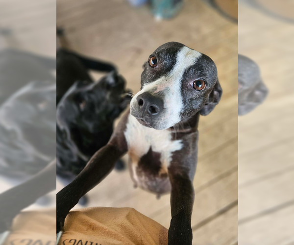 Medium Photo #4 Boston Terrier-Unknown Mix Puppy For Sale in Wakefield, RI, USA