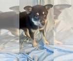 Small Photo #11 Pomsky-Shiba Inu Mix Puppy For Sale in NASHUA, NH, USA