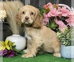 Small #2 Cocker Spaniel