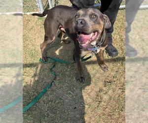 American Pit Bull Terrier-Unknown Mix Dogs for adoption in Corpus Christi, TX, USA