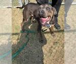 Small American Pit Bull Terrier Mix
