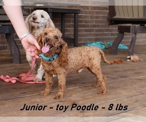 Father of the Cavapoo puppies born on 03/19/2025