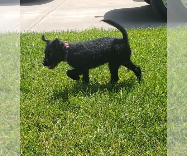 Medium Photo #1 Mutt Puppy For Sale in Great Bend, KS, USA