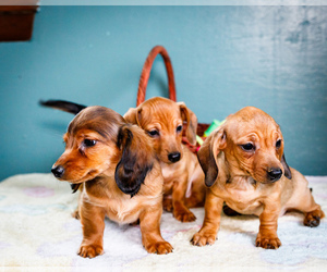 Dachshund Puppy for Sale in WAKARUSA, Indiana USA