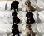 Image preview for Ad Listing. Nickname: Puppies