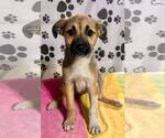 Small #2 Australian Shepherd-German Shepherd Dog Mix