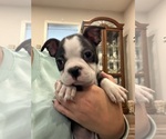 Small #1 Boston Terrier