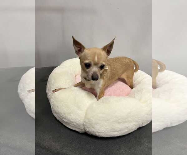 Medium Photo #3 Chihuahua Puppy For Sale in Pipe Creek, TX, USA