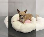 Small #2 Chihuahua