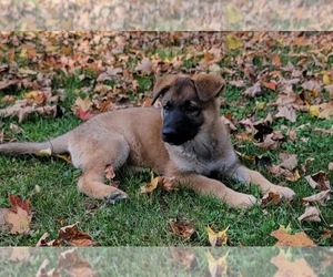German Shepherd Dog Puppy for sale in LITCHFIELD, MI, USA