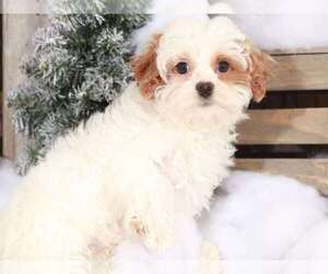 Cavalier King Charles Spaniel-Poochon Mix Puppy for sale in MOUNT VERNON, OH, USA