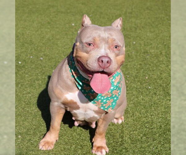 Medium Photo #1 American Staffordshire Terrier-Unknown Mix Puppy For Sale in Rockaway, NJ, USA