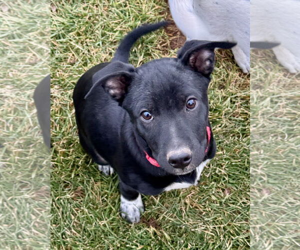 Medium Photo #2 Mutt Puppy For Sale in Sandy, UT, USA