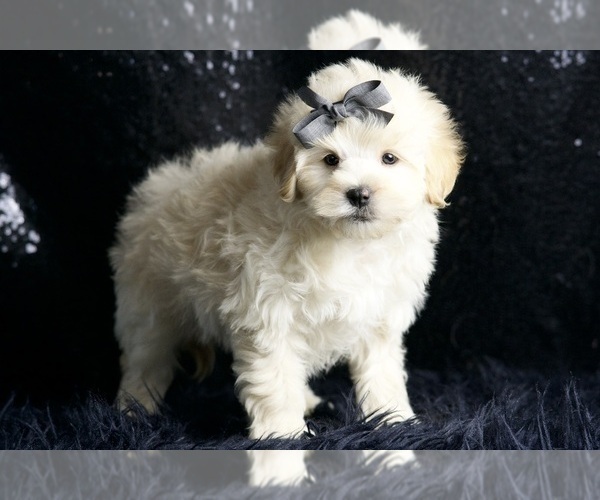 Medium Photo #6 Maltipoo Puppy For Sale in WARSAW, IN, USA