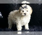 Small #5 Maltipoo