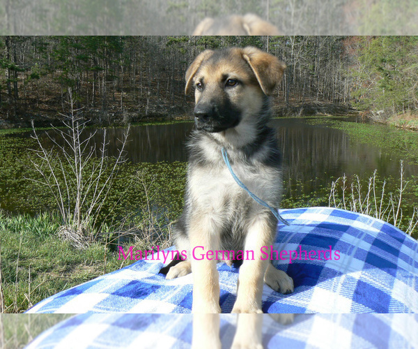 Medium Photo #6 German Shepherd Dog Puppy For Sale in PIEDMONT, MO, USA