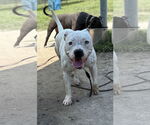 Small #2 American Pit Bull Terrier Mix