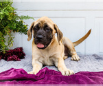 Puppy Hadley Mastiff