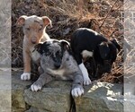 Small Photo #4 Hangin Tree Cowdog-Unknown Mix Puppy For Sale in PARKESBURG, PA, USA