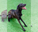 Small #2 Labrador Retriever Mix