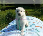 Small #6 German Shepherd Dog