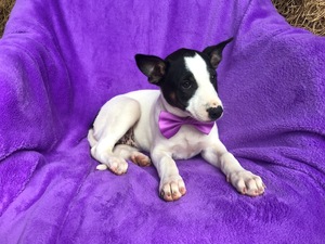 Australian Cattle Dog Puppy for sale in PEACH BOTTOM, PA, USA