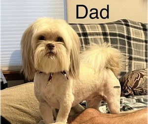 Father of the Shih Tzu puppies born on 07/01/2026