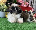 Small #3 Shih Tzu