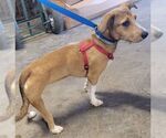 Small #1 Dachshund Mix