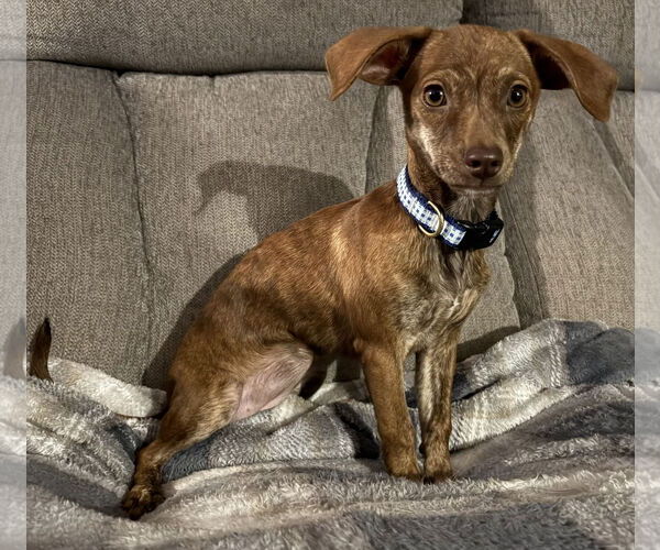 Medium Photo #1 Dachshund-Unknown Mix Puppy For Sale in Coralville, IA, USA