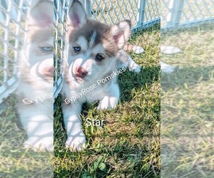 Pomsky Puppy for sale in ROCHESTER, MN, USA