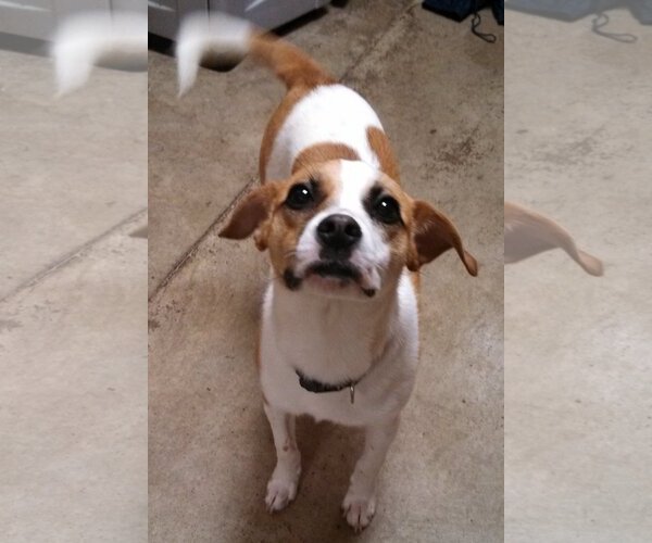Medium Photo #13 Beagle-Unknown Mix Puppy For Sale in Rockaway, NJ, USA