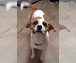 Small #12 Beagle Mix