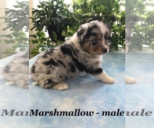 Australian Shepherd Puppy for sale in ALPHA, KY, USA