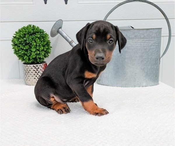 Medium Photo #42 Doberman Pinscher Puppy For Sale in GOSHEN, IN, USA