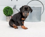 Small Photo #42 Doberman Pinscher Puppy For Sale in GOSHEN, IN, USA