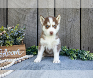 Medium Siberian Husky