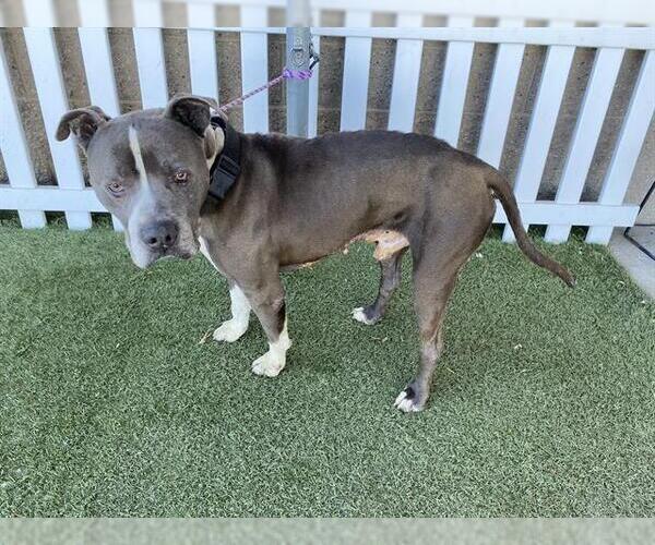 Medium Photo #1 Mutt Puppy For Sale in Modesto, CA, USA