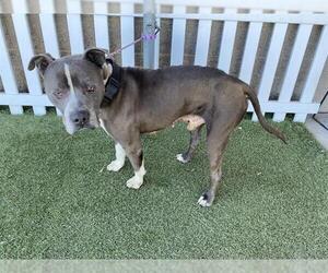 Mutt Dogs for adoption in Modesto, CA, USA