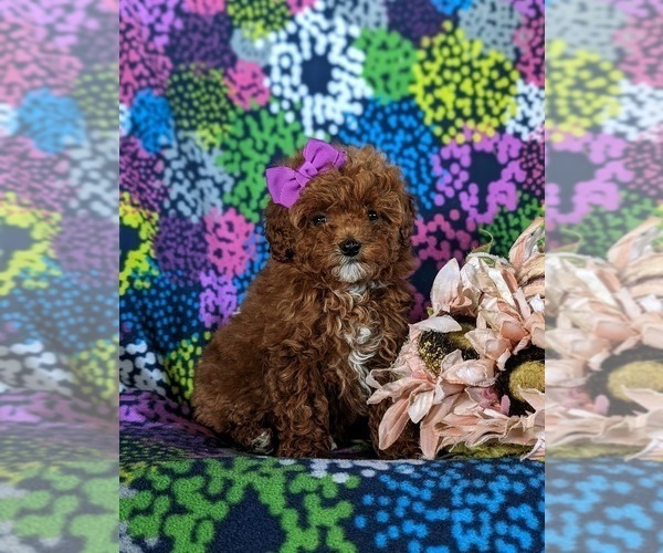 Medium Photo #2 Poodle (Miniature) Puppy For Sale in NOTTINGHAM, PA, USA