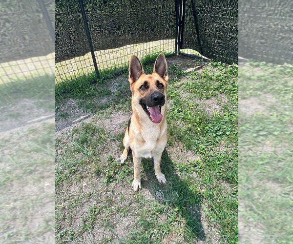 Medium Photo #3 German Shepherd Dog Puppy For Sale in Abbeville, LA, USA