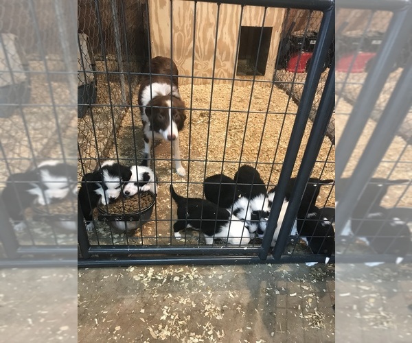 Medium Photo #4 Border Collie Puppy For Sale in FREDERICK, MD, USA