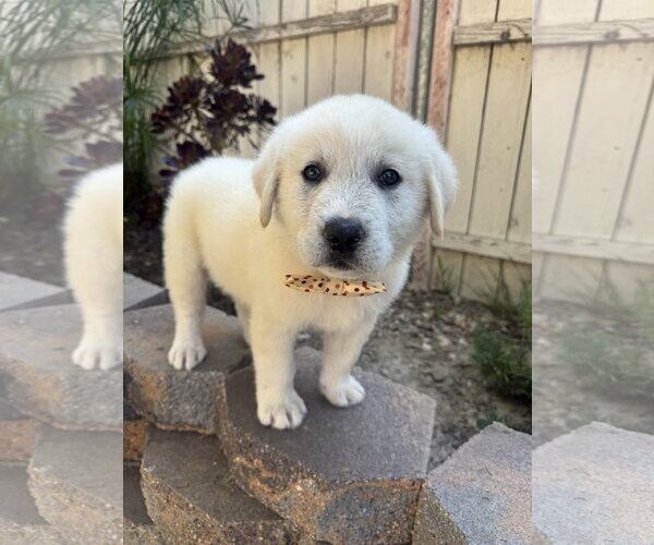 Medium Photo #2 Great Pyrenees Puppy For Sale in Marina Del Rey, CA, USA