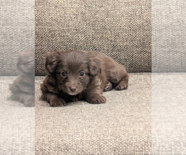 Medium Photo #5 Miniature Australian Shepherd-Poodle (Toy) Mix Puppy For Sale in CICERO, NY, USA