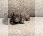 Small #4 Miniature Australian Shepherd-Poodle (Toy) Mix