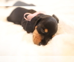 Small Photo #2 Dachshund Puppy For Sale in JOSHUA TREE, CA, USA