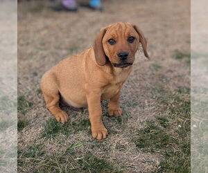 Mutt Dogs for adoption in Vail, AZ, USA