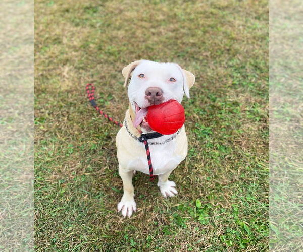 Medium Photo #3 Mutt Puppy For Sale in Unionville, PA, USA